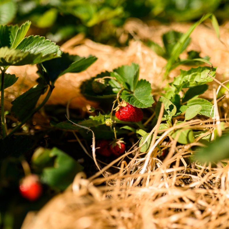 Erdbeeren aus eigenem Anbau